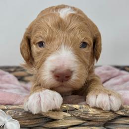 White Male - Apricot male Goldendoodle puppy in Great Falls, Montana from Montana Goldendoodles