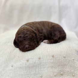 Maple - Chocolate female Labradoodle puppy in Newark, Ohio from Raising Doodles