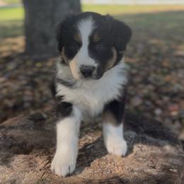 Liberty - Black tri-color female Australian Shepherd puppy in Morrow, Ohio from OakHaven Acres Aussies
