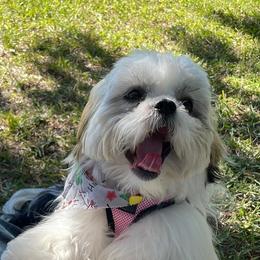 Shih Tzus from Evelyn's Shih Tzus