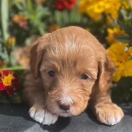 Cinderella - Red female Aussiedoodle puppy in Larimer County, Colorado from Puppy Love Doodles
