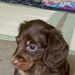 Dachshund Puppies from Amanda‘s Miniature Dachshund