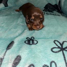 Chocolate and Tan Girl - Chocolate and tan female Dachshund puppy in Gulfport, Mississippi from Candy & Caits Farmstead Mini Doxies