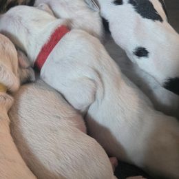 Dalmatians from Dalmatian Plantation