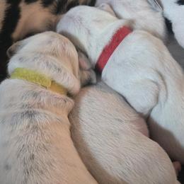 Dalmatians from Dalmatian Plantation