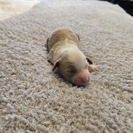 Jesse - Apricot male Goldendoodle puppy in Floyd, Virginia from Hearts and Paws Poodles and Doodles