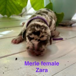 Zara - Merle female Great Dane puppy in Aldie, Virginia from High Point Mountain Danes