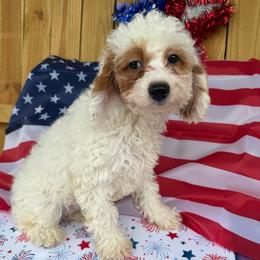 Flora - Red and white female Cockapoo puppy in Connersville, Indiana from MoonShine Babies
