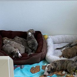 Whippet Puppies from Aristaios Farms