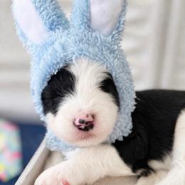 Shamrock - Black and white female Sheepadoodle puppy in Rocky Point, North Carolina from CelticDoods
