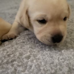 Labrador Retriever Puppies from Tobyan Labradors