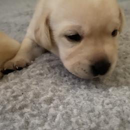Labrador Retriever Puppies from Tobyan Labradors