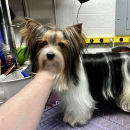 Tina - Biewer Terrier