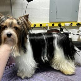 Tina - Biewer Terrier