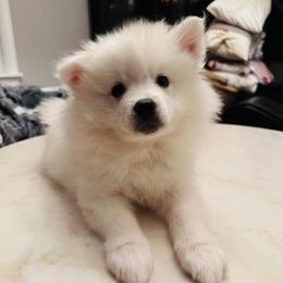 Red boy - White male American Eskimo Dog puppy in Chuluota, New York from Halfmoon Kennel
