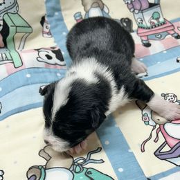 Eze - Black and white male Chinese Crested puppy in Henderson, Kentucky from Western Kentucky Chihuahua’s and Chinese Crested’s