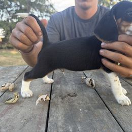 Boy 2 - Black fawn and white male Beagle puppy in Hudson, Michigan from Bachman’s Kennel