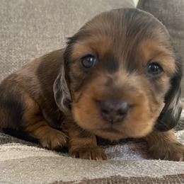 Dachshund Puppies from Ruby Desert Doxies