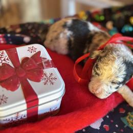 Girl 1 - Black and tan female Corgipoo puppy in Junction, Utah from Sugar Doodles