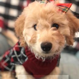 Cinnamon - Goldendoodle