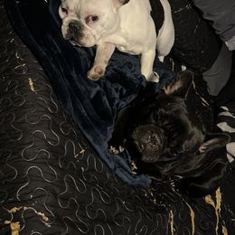 French Bulldog and Neapolitan Mastiff All Grown Up from Unique Uprisings