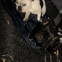 French Bulldog and Neapolitan Mastiff All Grown Up from Unique Uprisings