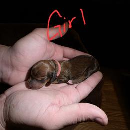 Dachshund Puppies from Southeast mo Miniature dachshunds