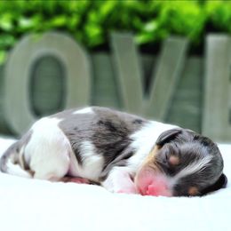 Cavapoo Puppies from Southwest Cavapoos