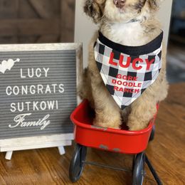 Aussiedoodle Puppies from Gore Doodle Ranch