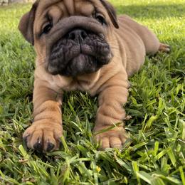 Bulldog Puppies from Semper Fi Bulldogs