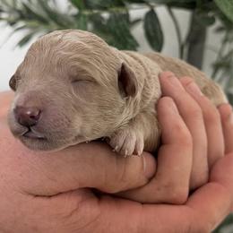 Girl 1 - female Golden Mountain Doodle puppy in Puyallup, Washington from Majestic Mtn Pups
