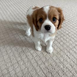 Spot - Blenheim male Cavalier King Charles Spaniel puppy in Queen Creek, Arizona from Andresen's Cavaliers