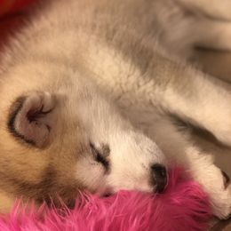 Alaskan Malamute Puppies from Sigma Alaskan Malamutes