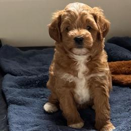 Lily - Apricot female Goldendoodle puppy in Newaygo, Michigan from West Michigan Doodles and Poodles