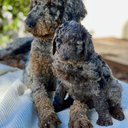 Bernedoodle, Goldendoodle, and Golden Mountain Dog Puppies from K+C Doodles