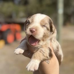 Tucker ASRD - Red merle male Australian Shepherd puppy in Orlando, Florida from Skaky Shepherds