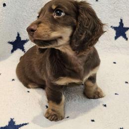 Sisko - Chocolate and tan male Dachshund puppy in Tampa, Florida from Deep Space Dachs