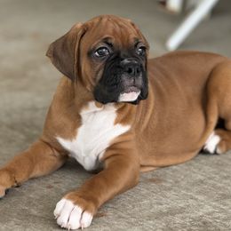 Boxer Puppies from Starlight Boxer Corner