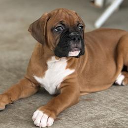 Boxer Puppies from Starlight Boxer Corner