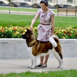 Akita from Aces-Up Akitas