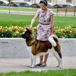Akita from Aces-Up Akitas