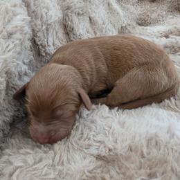 Boy 1 - Red male Labradoodle puppy in Centerville, Utah from Reid Wasatch Doodles