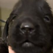 Boy 4 - Black Flat-Coated Retriever puppy in Pennsylvania from Iconic Flat Coated Retrievers