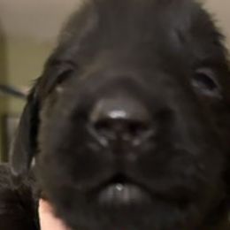 Boy 4 - Black Flat-Coated Retriever puppy in Pennsylvania from Iconic Flat Coated Retrievers