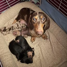 Beep - Dachshund