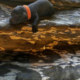 Orange - Black male Labrador Retriever puppy in Lawton, Michigan from DuckAlly Kennel