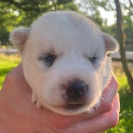Girl (Green Collar) - Sable and white female Siberian Husky puppy in College Station, Texas from Texas Siberian Husky Kennels (TSHK)