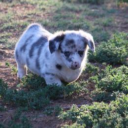 Bluie Merle - Blue merle and white female American Corgi puppy in Clovis, New Mexico from Sweet & Salty Cowdogs