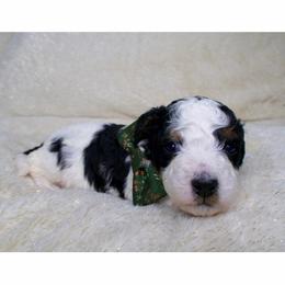 Buddy - Black and white male Bernedoodle puppy in Bowling Green, Ohio from Windy Creek Doodles