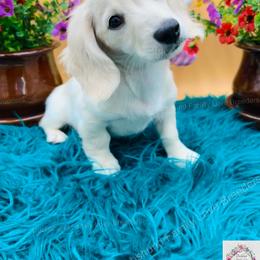 Dachshund Puppies from Dachshund Family Love Breeders